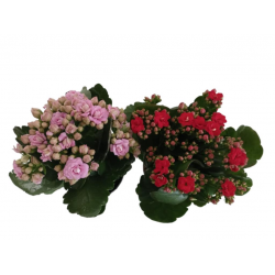 İki Adet Kalanchoe - Kalanşo Çiçeği